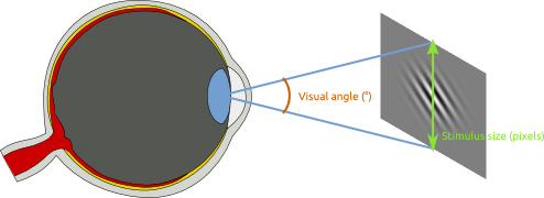 /pages/es/img/visualangle/fig-eye.png