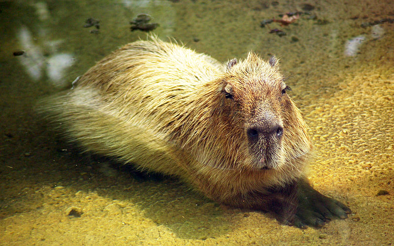 /pages/fr/tutorials/img/capybara/capybara.png
